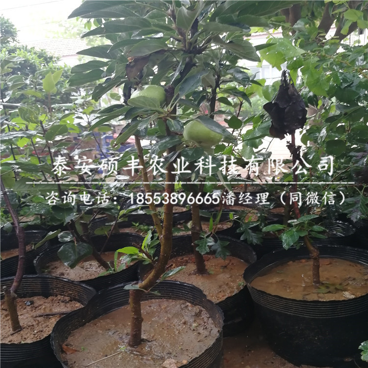 紅之舞蘋果苗示范基地、紅之舞蘋果苗種植及管理