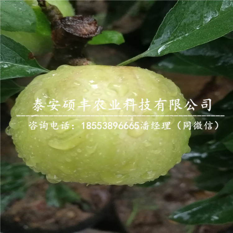 矮化M9T337蘋果苗市場(chǎng)行情、矮化M9T337蘋果苗市場(chǎng)價(jià)格