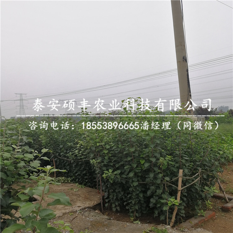 5公分瑞陽蘋果苗供應(yīng)商、5公分瑞陽蘋果苗原產(chǎn)地價(jià)格
