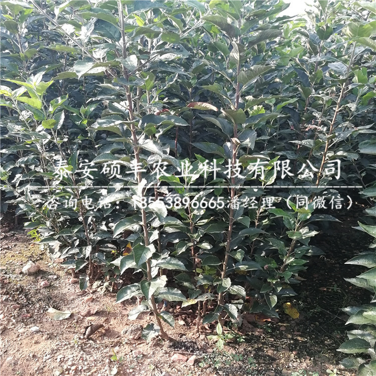 紅將軍蘋果苗市場行情、紅將軍蘋果苗行情價(jià)格