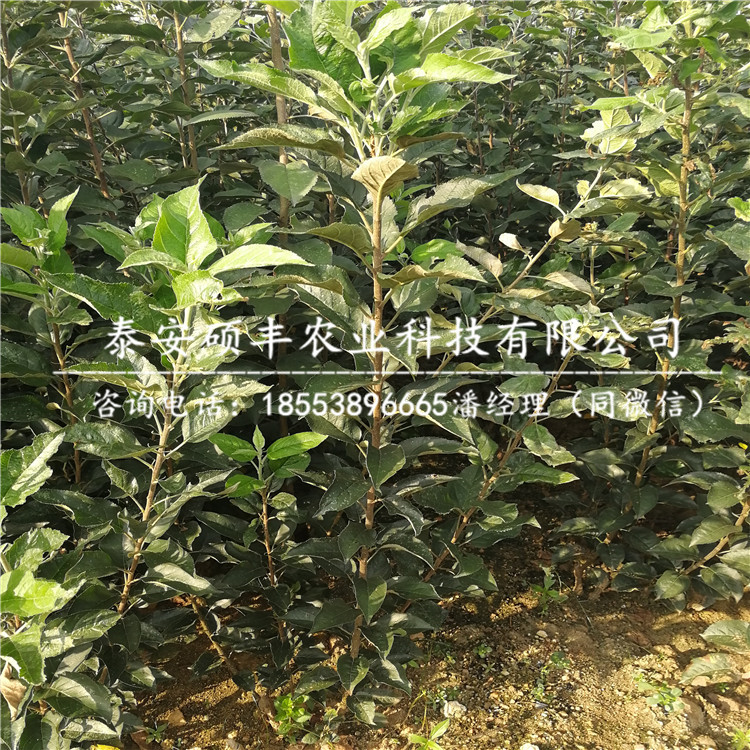 美八蘋果苗哪里有、美八蘋果苗廠家供應(yīng)