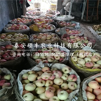 嘎啦蘋果苗包郵價(jià)格、嘎啦蘋果苗品種特性