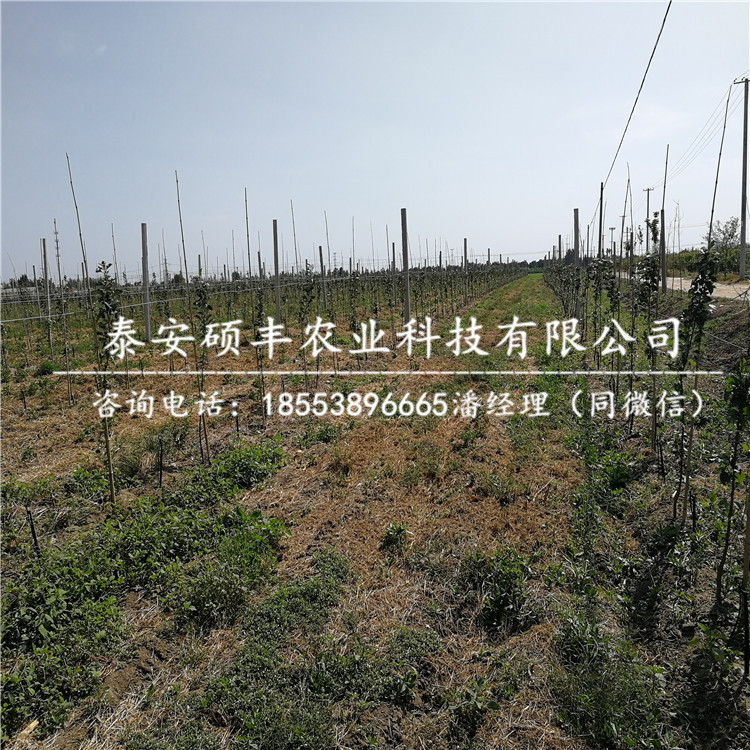 1公分富藤蘋果苗介紹、1公分富藤蘋果苗怎么管理