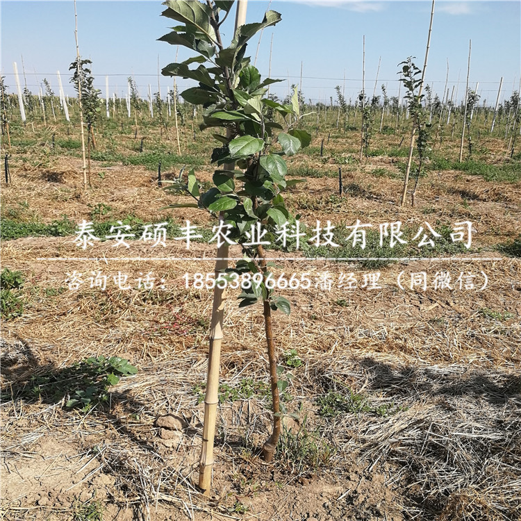 華碩蘋果苗苗圃、華碩蘋果苗產(chǎn)地價(jià)格