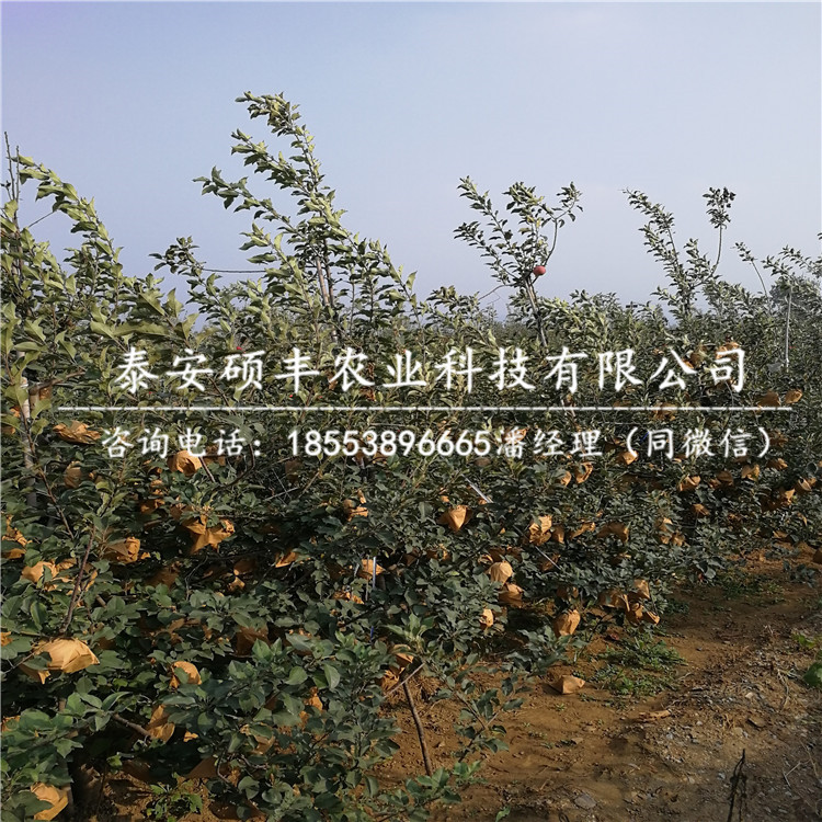 煙富三號蘋果苗利潤、煙富三號蘋果苗市場行情