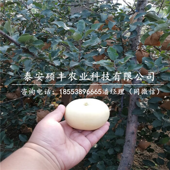 瓦里短枝蘋(píng)果苗市場(chǎng)行情、瓦里短枝蘋(píng)果苗出售批發(fā)價(jià)
