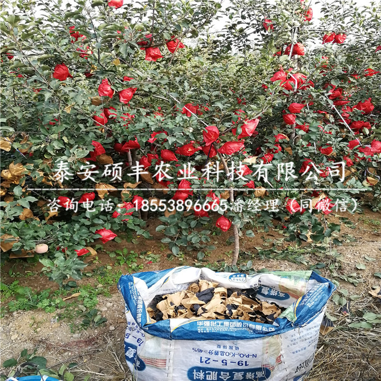 3公分嘎啦蘋果苗示范基地、3公分嘎啦蘋果苗一顆多少錢