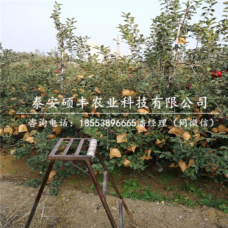 4公分七月天仙蘋(píng)果苗種植技術(shù)、4公分七月天仙蘋(píng)果苗種植介紹