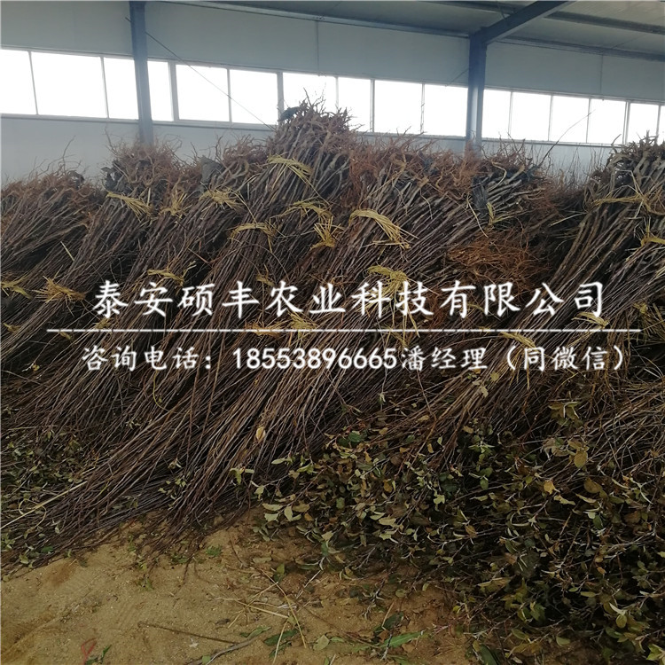 嫁接紅之舞蘋果苗、紅之舞蘋果苗怎么成活率高