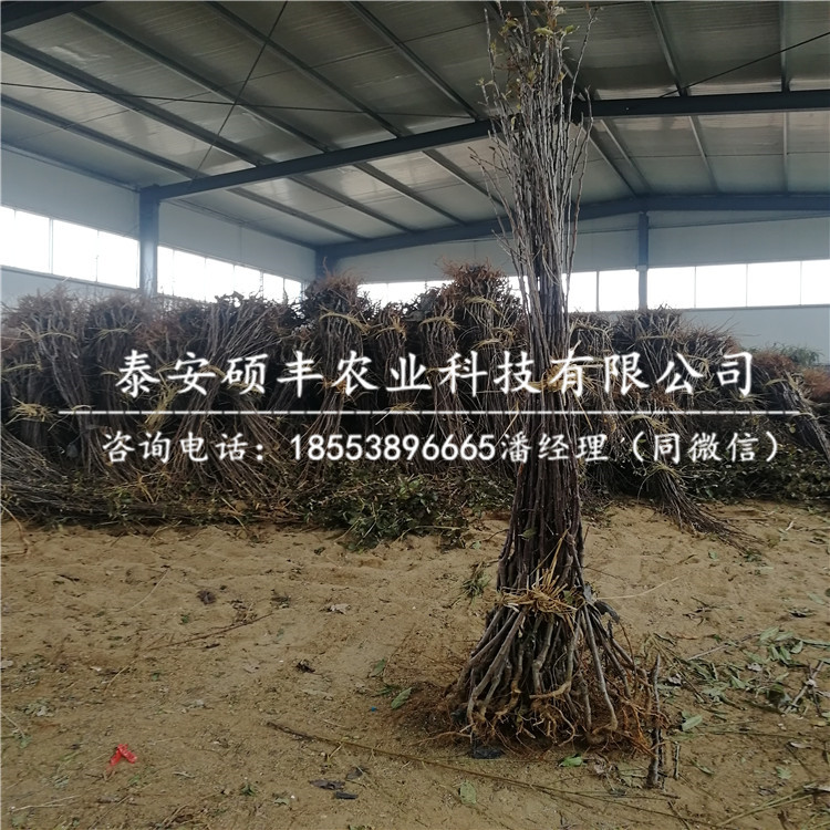 喬化煙富6號蘋果苗、煙富6號蘋果苗怎么管理