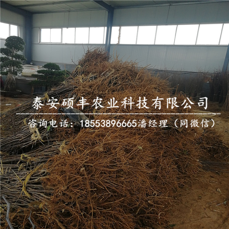 5公分瑞陽蘋果苗供應(yīng)商、5公分瑞陽蘋果苗原產(chǎn)地價(jià)格