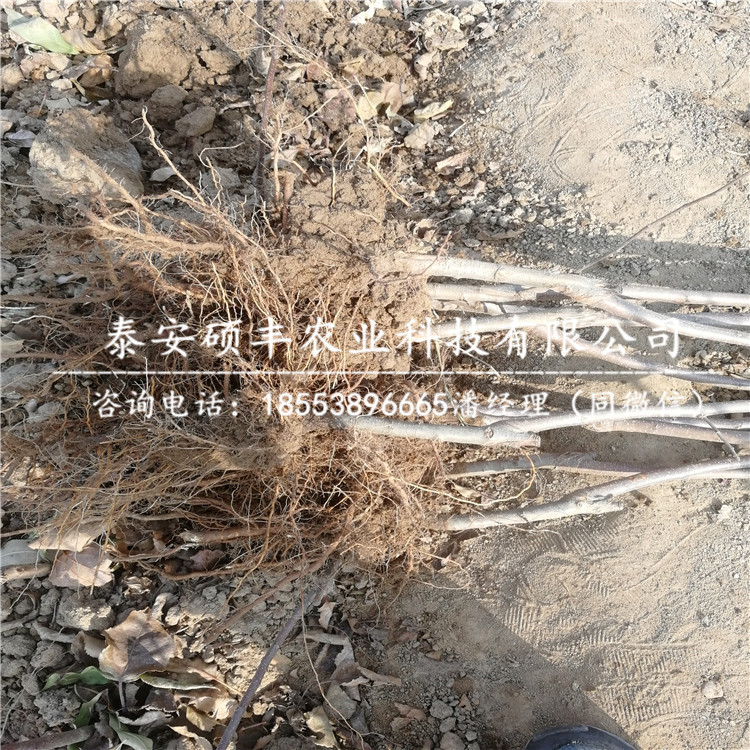 嫁接姬娜蘋果苗基地