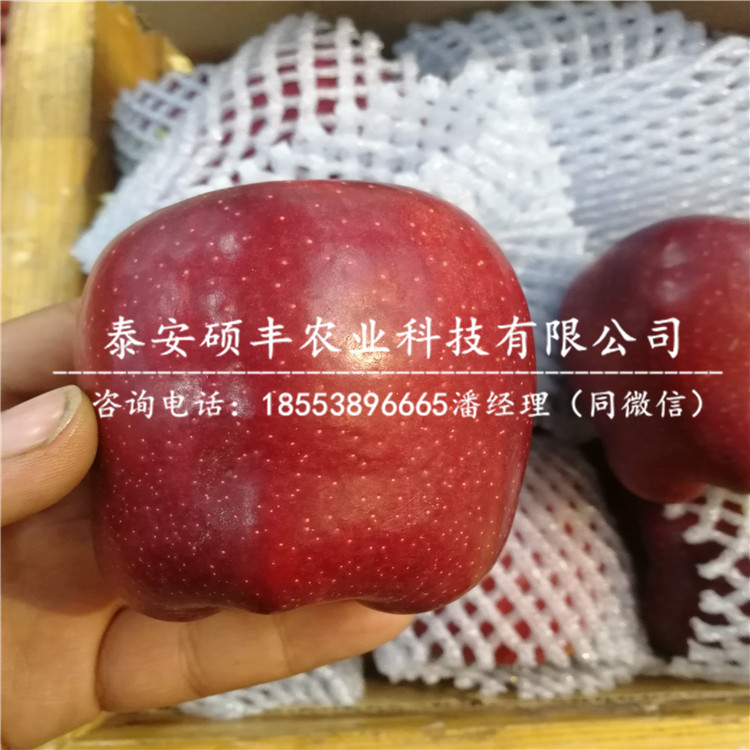 1公分王林蘋果苗怎樣種植