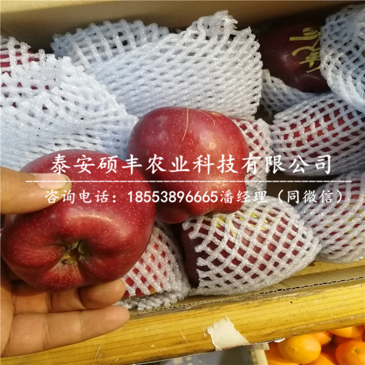 乔化乔纳森苹果苗怎么管理