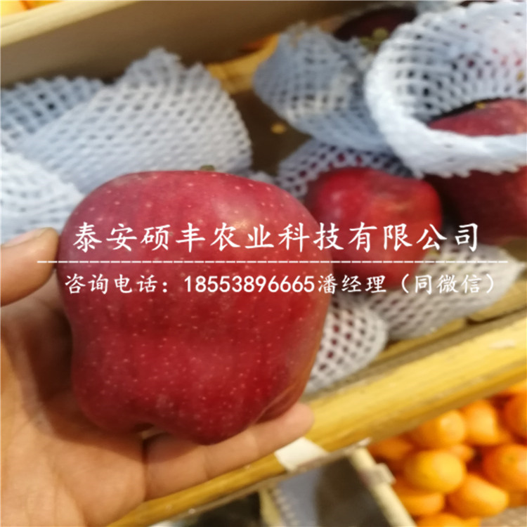 1公分煙富6號蘋果苗市場行情、1公分煙富6號蘋果苗保濕郵寄