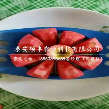 紅肉蘋果苗圖片、紅肉蘋果苗品種特性