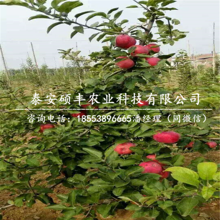 紅肉蘋果苗示范基地、紅肉蘋果苗價(jià)格是多少
