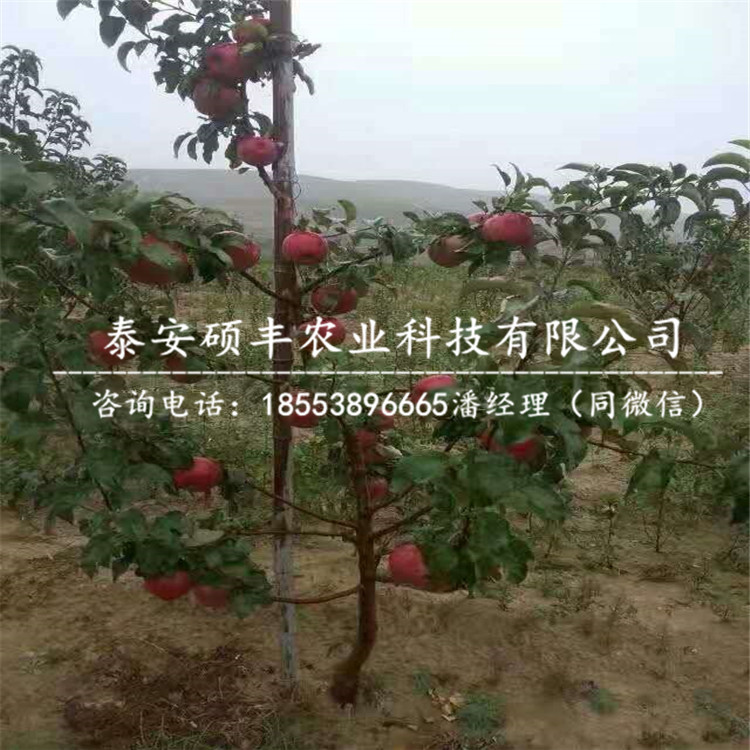 柱狀蘋(píng)果苗批發(fā)、柱狀蘋(píng)果苗培育方式