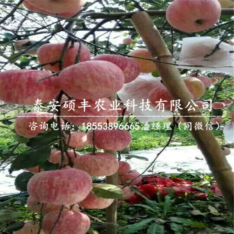 紅嘎啦蘋果苗廠家、紅嘎啦蘋果苗詳細(xì)價格