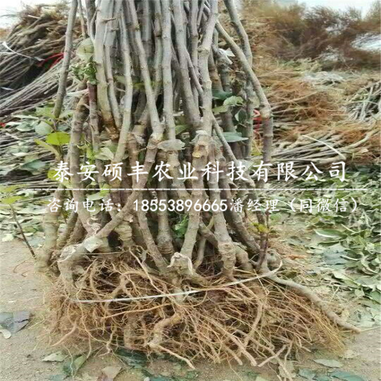 紅麗蘋果苗原產(chǎn)地、紅麗蘋果苗每棵價格