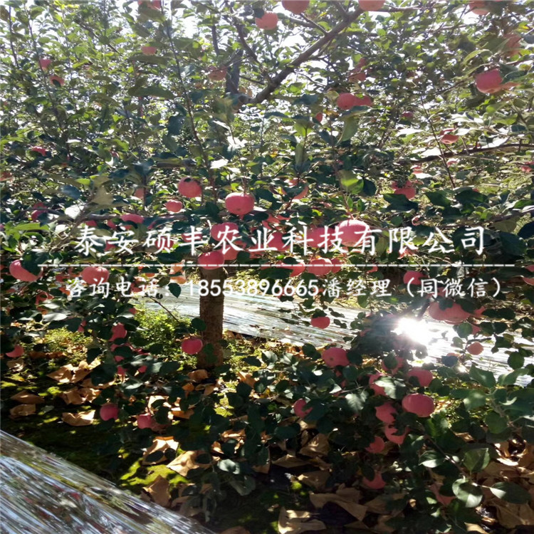 山東太平洋嘎啦蘋果苗適合生長的溫度