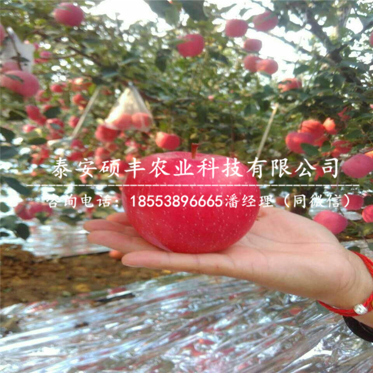紅將軍蘋(píng)果苗報(bào)價(jià)、紅將軍蘋(píng)果苗幾月份出售