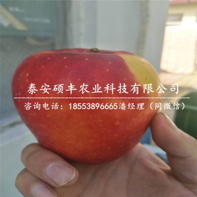 紅富士蘋果苗行情、紅富士蘋果苗管理技術(shù)