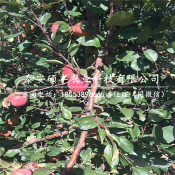 紅肉蘋果苗市場價格、紅肉蘋果苗詳細(xì)價格