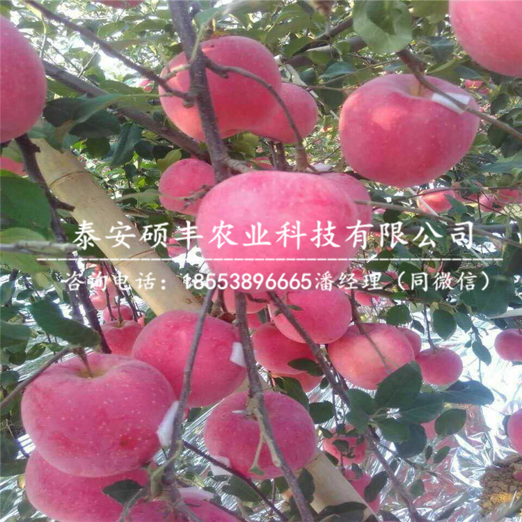 青香蕉蘋果苗市場、青香蕉蘋果苗畝產(chǎn)多少斤