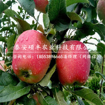 蜜脆蘋果苗介紹、蜜脆蘋果苗壓條