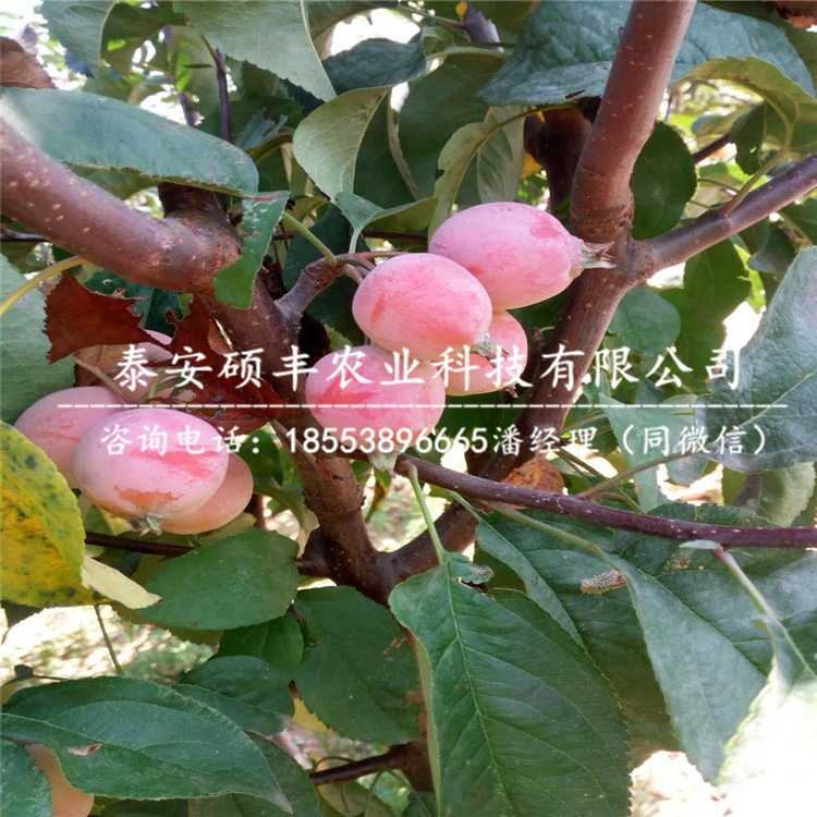 美八蘋果苗哪里有、美八蘋果苗廠家供應(yīng)