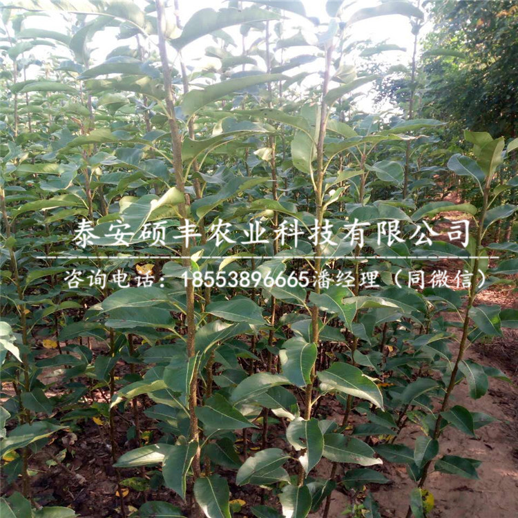 矮化煙富8號蘋果苗苗圃、矮化煙富8號蘋果苗廠家