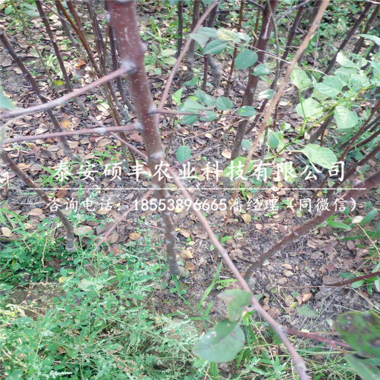 紅之舞蘋果苗示范基地、紅之舞蘋果苗種植及管理