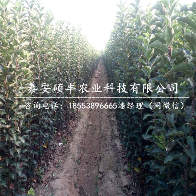 嫁接秀水蘋果苗詳細價格、嫁接秀水蘋果苗廠家價格