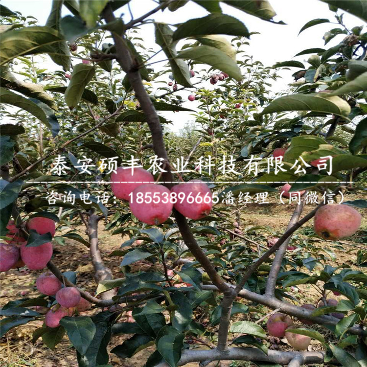 千雪蘋果苗資料、千雪蘋果苗廠家
