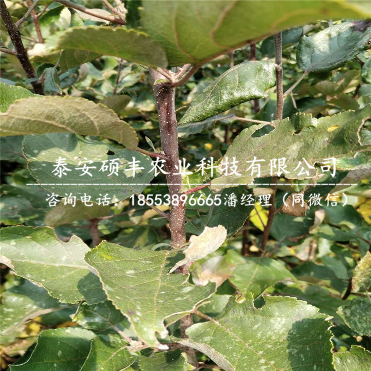 1公分煙富三號蘋果苗產地價格、1公分煙富三號蘋果苗優(yōu)缺點