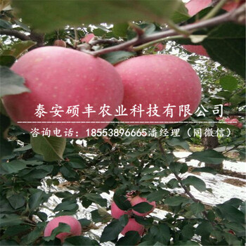 蜜脆蘋果苗種植技術(shù)、蜜脆蘋果苗原產(chǎn)地價格