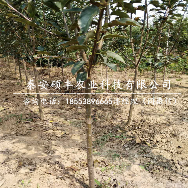 煙富2001蘋(píng)果苗市場(chǎng)行情、煙富2001蘋(píng)果苗多少錢(qián)