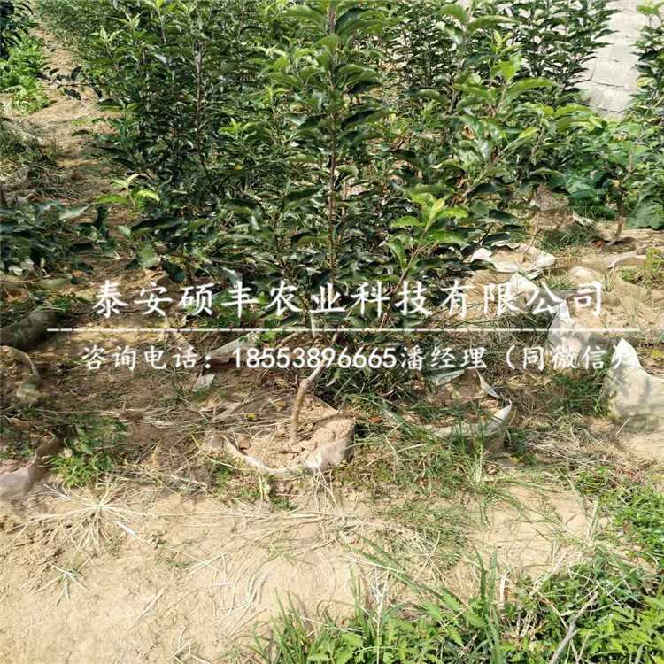 4公分煙富六號(hào) 蘋(píng)果苗銷售、4公分煙富六號(hào) 蘋(píng)果苗供應(yīng)