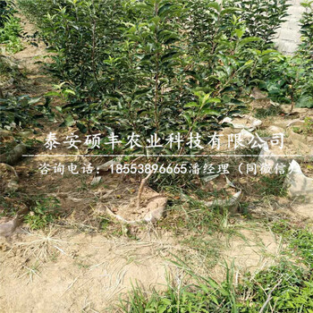 矮化五代新紅星蘋果苗上車價格