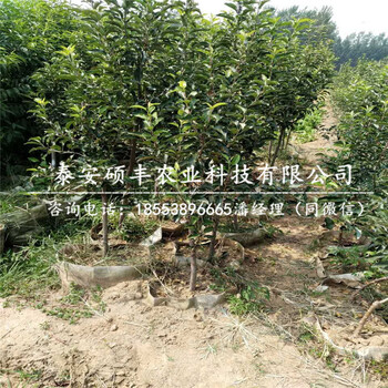 3公分國(guó)光蘋(píng)果苗苗圃、3公分國(guó)光蘋(píng)果苗多少錢(qián)一顆