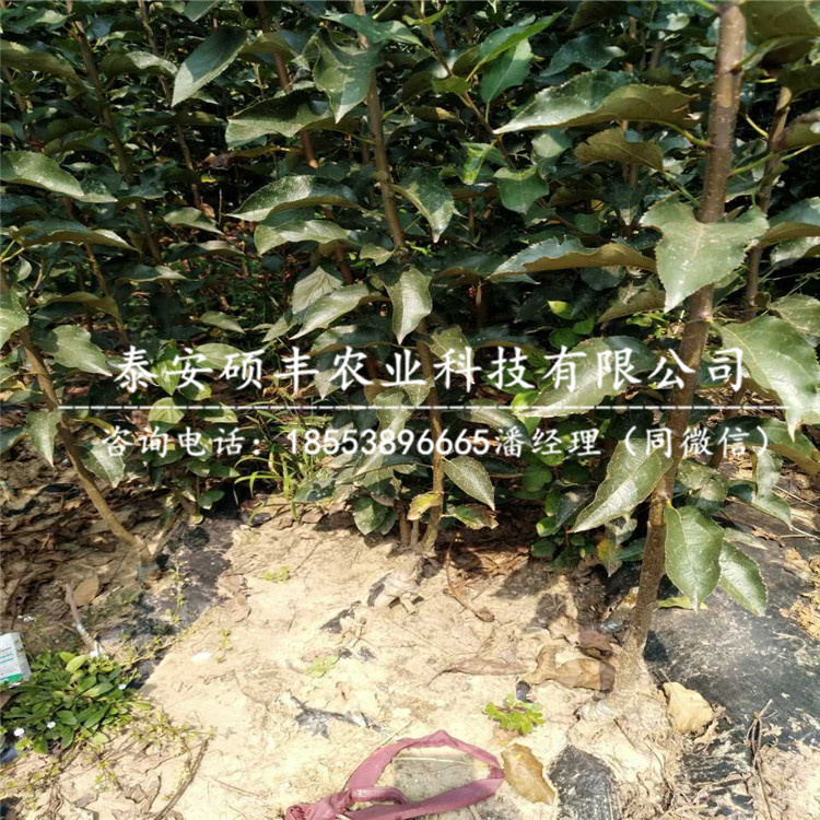 姬娜蘋果苗銷售商、姬娜蘋果苗出售批發(fā)價