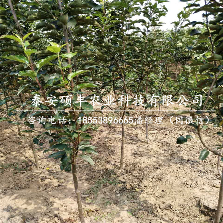 華冠蘋果苗產(chǎn)地、華冠蘋果苗培育方式