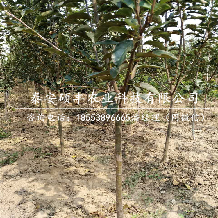 蛇果蘋果苗示范基地、蛇果蘋果苗批發(fā)