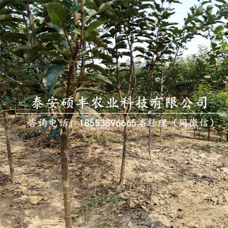 嫁接红色之爱苹果苗多少钱、嫁接红色之爱苹果苗种植技术