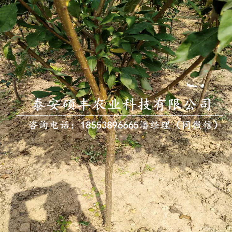 1公分秋光蘋果苗、秋光蘋果苗批發(fā)價(jià)