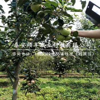 矮化富士王蘋果苗銷售、矮化富士王蘋果苗銷售商