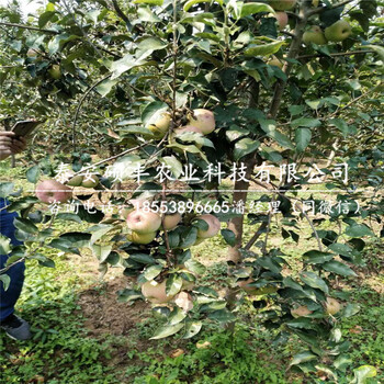 魯麗蘋果苗銷售價格、魯麗蘋果苗供應(yīng)