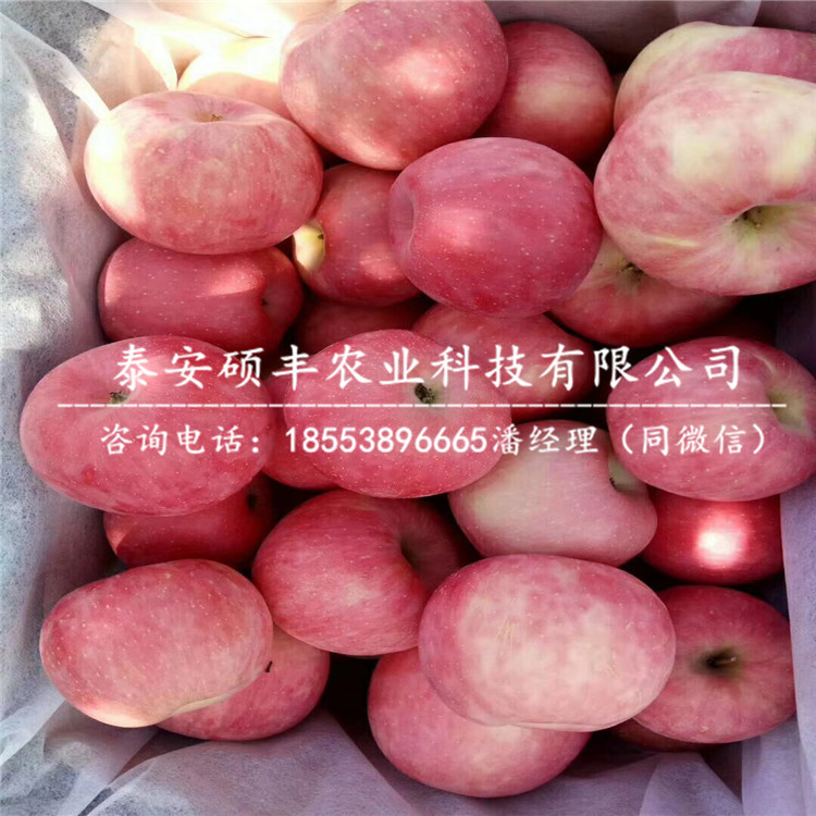 矮化M9T337蘋果苗市場(chǎng)行情、矮化M9T337蘋果苗市場(chǎng)價(jià)格