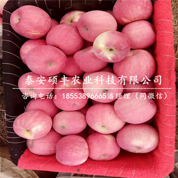 2018年煙富八號蘋果苗包郵價格、2018年煙富八號蘋果苗批發(fā)